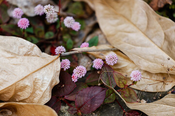 自生するヒメツルソバ02