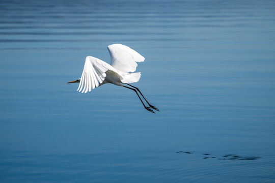 a Great Egret flying low over rippled blue water, displaying its expansive white wings and black legs as it glides away.