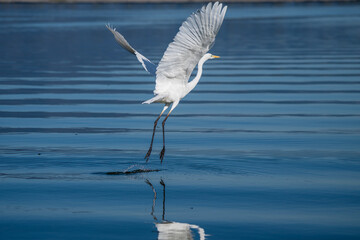 a Great Egret taking flight from blue water, with its wings raised high in a vertical upstroke and long black legs trailing just above the surface, creating a perfect reflection.