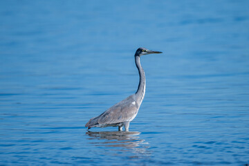 a Grey Heron standing tall in calm blue water, stretching its long neck and gazing intently to the right while hunting.