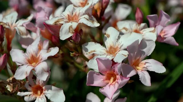 A serene 4K video clip of delicate pink and white oleander flowers (Nerium oleander) in full bloom, captured in soft natural light. The shot highlights the vibrant clusters of blossoms, lush green fol
