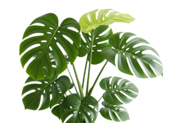 Healthy, vibrant Monstera deliciosa plant with large, glossy, deep green fenestrated leaves, isolated on a white background with ample copy space, modern interior decor concept