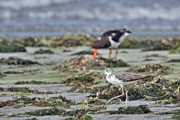 A Common Greenshank  (Tringa nebularia),  Greece