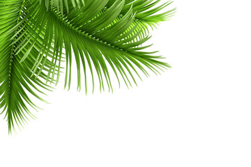 palm tree isolated on white background