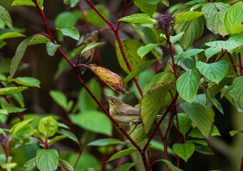 Common Chiffchaff(Phylloscopus collybita) among branches