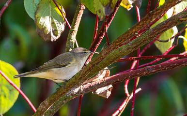 Common Chiffchaff(Phylloscopus collybita) among branches