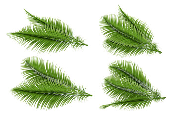 palm tree leaves on white