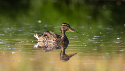 Mallard (Anas platyrhynchos) female during foraging