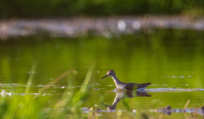 Wild Wood Sandpiper(Tringa glareola) standing in calm marsh water