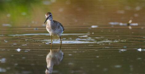 Wild Wood Sandpiper(Tringa glareola) standing in calm marsh water