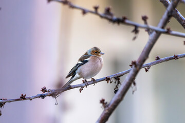 Fototapeta premium a male chaffinch perched on a bare, budding branch, displaying its rust-colored breast and distinct black-and-white wing bars against a soft, blurred background.