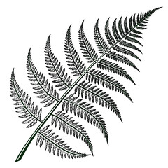 Vibrant Wild Fern Leaf with Fine Details Vector