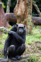 29 December 2025 Malacca Zoo chimpanzee portrait