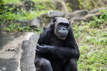 Fototapeta premium 29 December 2025 Malacca Zoo chimpanzee portrait
