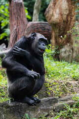 Naklejka premium 29 December 2025 Malacca Zoo chimpanzee portrait