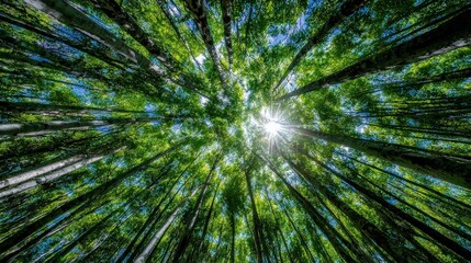 A breathtaking view of tall trees reaching towards the sky, with sunlight filtering through vibrant green leaves, creating a serene and peaceful atmosphere.