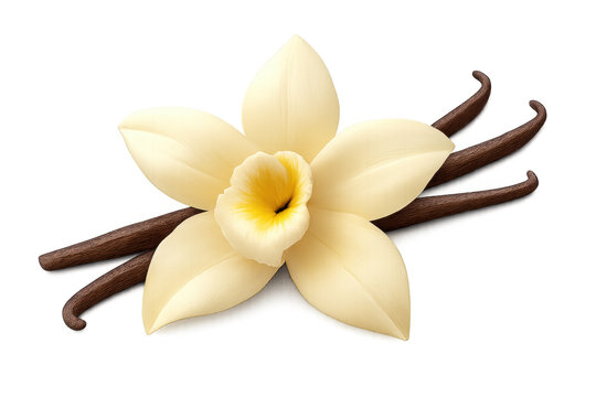 Vanilla flavor concept showing delicate vanilla orchid flower with dark brown vanilla pods