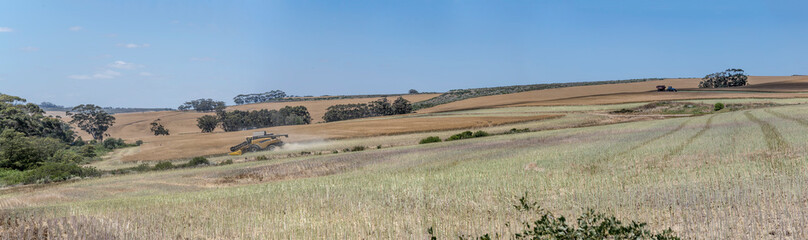 Obraz premium harvesting in large wheat fields, near Suurbaak, South Africa
