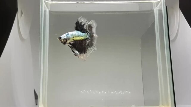 Betta fish male fancy black dragon halfmoon long tail from Thailand, Siamese fighting fish on isolated grey background.