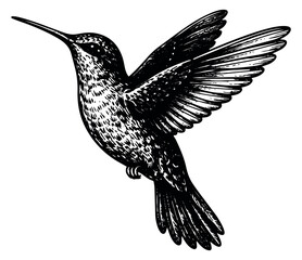 Obraz premium Hand drawn illustration of a hummingbird depicting flight for nature designs