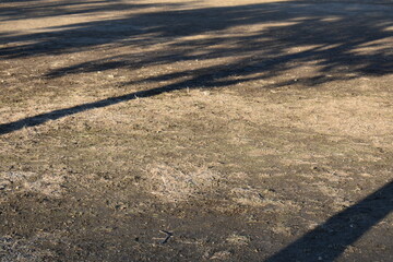 Tree shadows on the ground with quiet empty background
