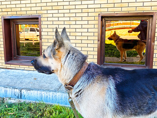 German Shepherd stands guard outside, watching over its companion in a training setting