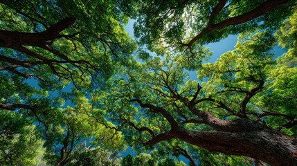 Lush green tree canopy stretches across the clear blue sky, showcasing nature's beauty and promoting environmental awareness in a serene outdoor space