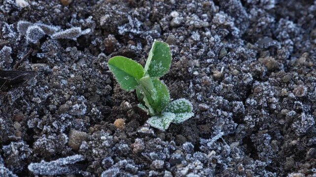 新芽に降りた霜のクローズアップ動画