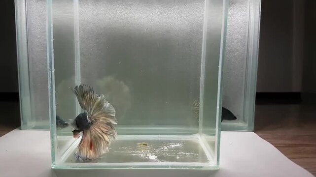 Betta fish male fancy copper halfmoon long tail from Thailand, Siamese fighting fish on isolated grey background.