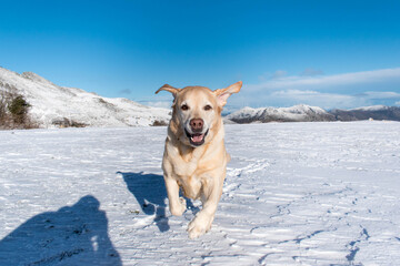 Un perro se divierte en la nieve
