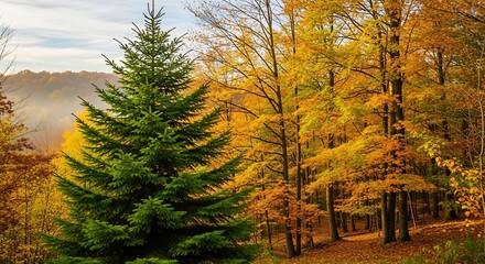 Evergreen tree in autumn forest landscape.