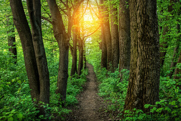 Ground path in green wild forest and sunset