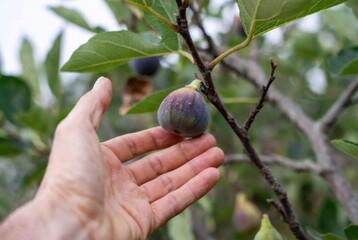 Close-up of a hand reaching to pick a ripe fig from a tree, surrounded by lush green leaves and natural light.