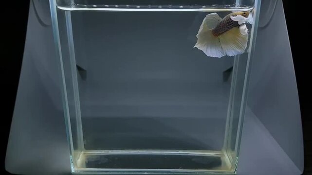 Betta fish male fancy dumbo yellow halfmoon long tail from Thailand, Siamese fighting fish on isolated grey background.