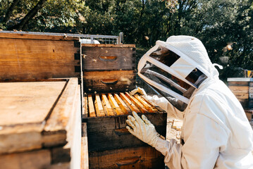 Beekeeper Checking Hives Filled With Busy Bees on a Sunny Day