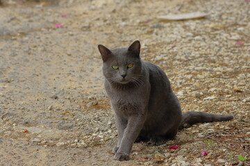 Gray cat with yellow eyes sits on the ground in the garden.