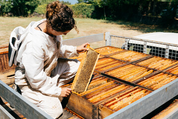Ecological Honey Harvesting in a Sunny Meadow