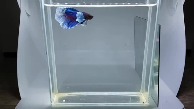 Betta fish male fancy dumbo dark blue halfmoon long tail from Thailand, Siamese fighting fish on isolated grey background.