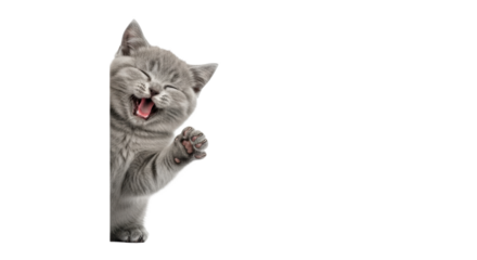 A fluffy grey British Shorthair kitten, young, joyfully laughing with a raised paw, peeking from behind a blank white banner on a transparent background with copy space. Pet happiness concept