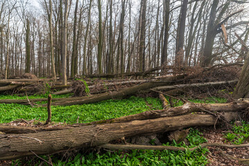 Wild nature of CHKO Poodri near Ostrava city in Czech republic