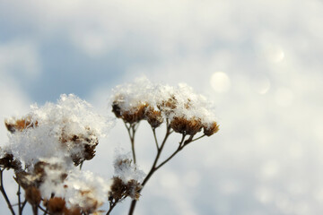 Dried Achillea stems covered in snow against bright winter sky — ideal for winter nature, botanical illustration and seasonal content. © Ольга Бошарова