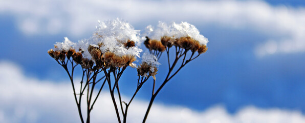 Dried Achillea stems covered in snow against blue sky — ideal for winter nature, botanical illustration and seasonal content © Ольга Бошарова