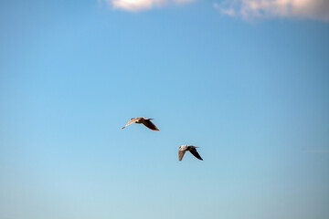 Obraz premium Pigeons en vol