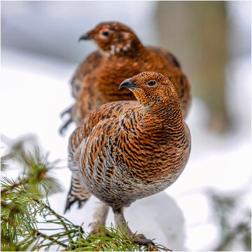 Auerhuhn