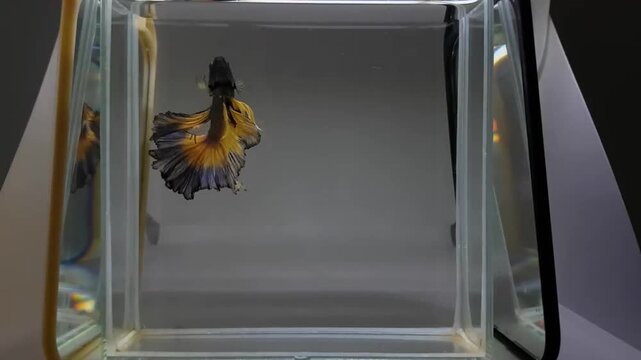 Betta fish fancy orange vanda halfmoon long tails from Thailand, Siamese fighting fish on isolated Grey background.