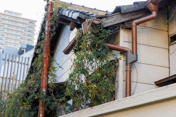 植物に覆われた古い民家の軒先と錆びた雨どい