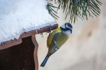 Blue tit on a winter bird feeder