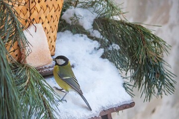 Male tit on a winter bird feeder