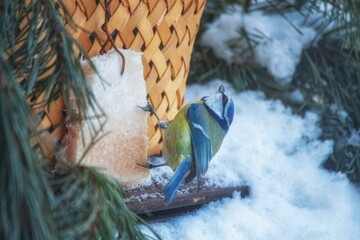 Blue tit on a winter bird feeder