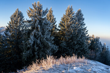 frozen grass and branches in soft morning light towards some ice covered trees in the mountains during sunrise